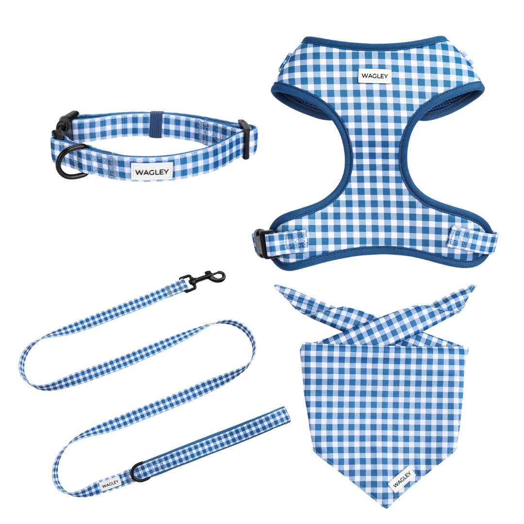 blueberry picnic set - harness, collar, leash, bandana